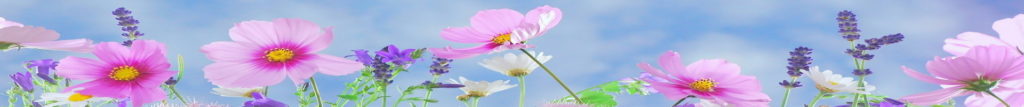 bordure les jardins francois clausse
